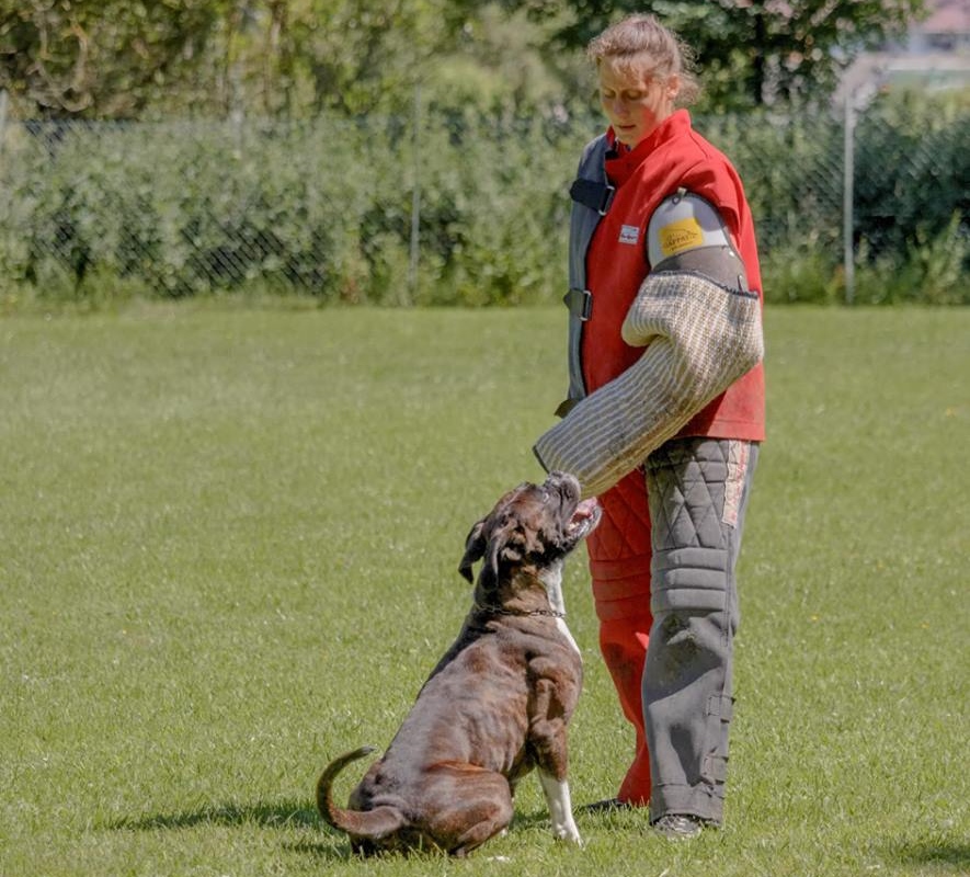 Hundesport-Verein e.V.